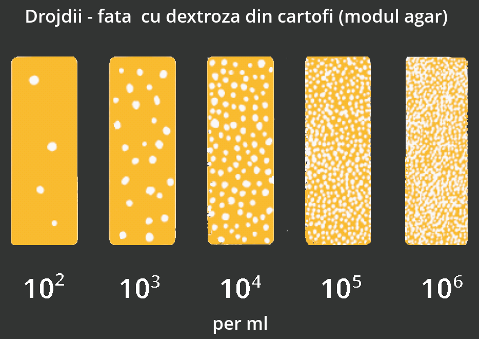 Drojdii dextroza din cartofi